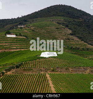 Herstellung von Trauben Reben entlang das Dourotal in Portugal. Stockfoto