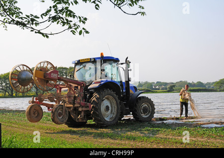 Vorbereitung auf die Polyäthylen abholen, die zum Schutz der Zuckermais Sämlinge gelegt wurde. Stockfoto