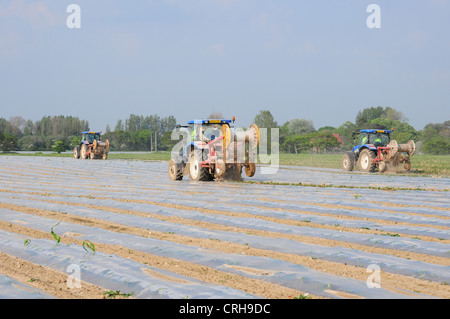 Mechanisch aufnehmen Polyäthylen Schutz von Zuckermais Sämlinge. Stockfoto