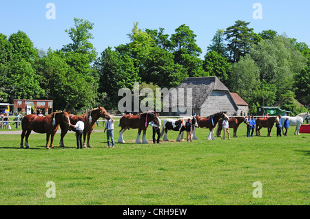 Line-up der Heavy Horses auf dem Weald und Downland Open Air Museum, Singleton. Stockfoto