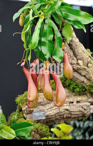 Chelsea Flower Show 2012 fleischfressende Pflanzen Stockfoto