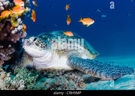 Eine große grüne Schildkröte sitzt neben einem Anthia bedeckten Korallen Pinnacle im nördlichen roten Meer. Stockfoto