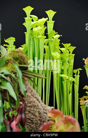 Chelsea Flower Show 2012 fleischfressende Pflanzen Stockfoto