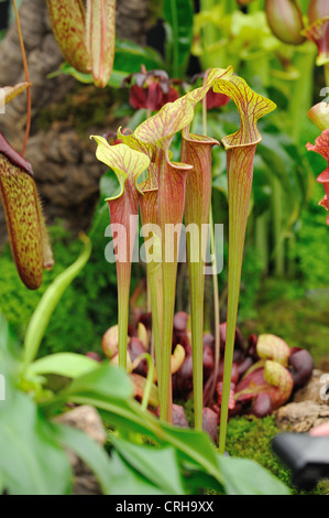 Chelsea Flower Show 2012 fleischfressende Pflanzen Stockfoto