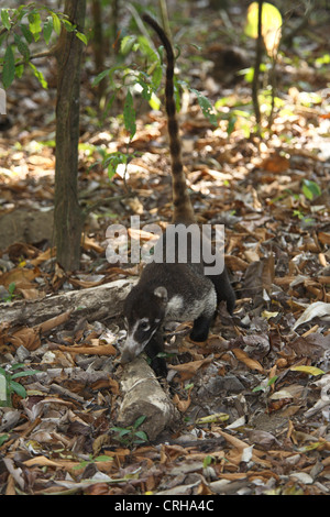 White-gerochene Nasenbär (Nasua Narica), Corcovado Nationalpark, Osa Halbinsel, Costa Rica. Stockfoto