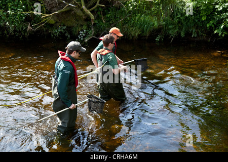 Wissenschaftliche Untersuchung der Elektrofischfangbehörde Team der Umweltbehörde beim Fang von Fischen und Aalen. Forschung Umweltprojekt River Ouse, Wensleydale, North Yorkshire Stockfoto