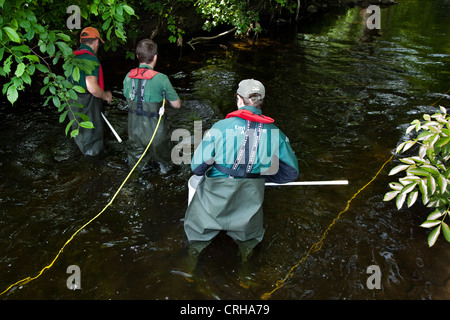 Umweltbehörde Team fangen Süßwasserfische & Aale; Forschungs-Umweltprojekt in der Ouse, Wensleydale, North Yorkshire Dales, Großbritannien Stockfoto