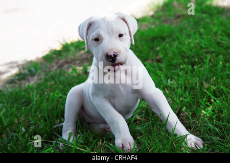 Dogo Argentino-Argentinische Dogge Welpen Hund Stockfoto