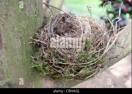 Verlassene leere Vögel nisten in einem Baum (Verlust der Pension symbolisieren könnte / Einsparungen / Investitionen) Stockfoto