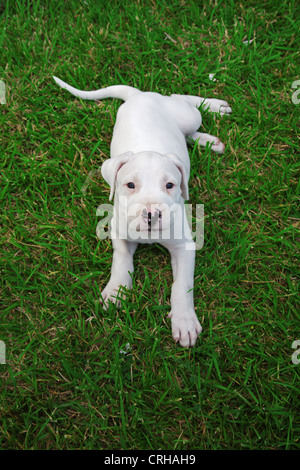 Dogo Argentino-Argentinische Dogge Welpen Hund Stockfoto