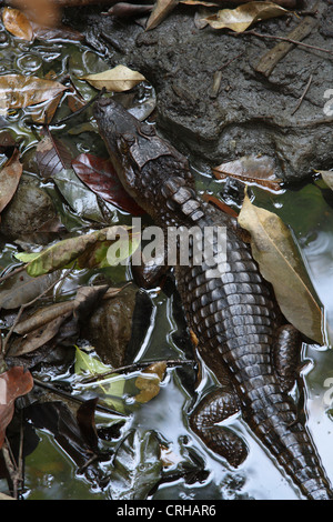 Brillentragende Kaiman (Caiman Crocodilus) in halbtrockenen Bachbett. Corcovado Nationalpark, Osa Halbinsel, Costa Rica. März 2012. Stockfoto