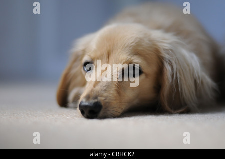 Langhaar Zwergdackel Stockfoto