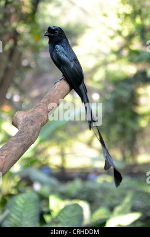 Vogel-schwarzer drongo Stockfoto