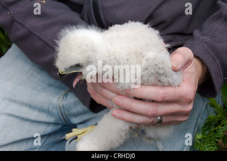 Bussard Küken auf mans Runde Stockfoto