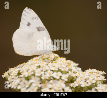 Karierte weißer Schmetterling Fütterung auf Schafgarbe Blumen Stockfoto