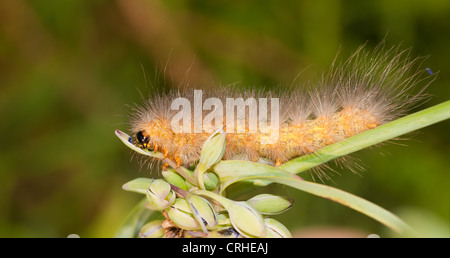 Gelber Bär Raupe Fütterung auf eine Dreimasterblume Knospe Stockfoto