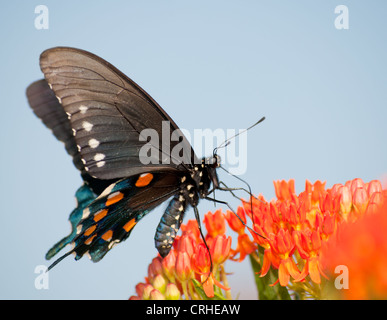 Grün-Schwalbenschwanz Schmetterling auf orange Butterflyweed gegen blauen Himmel Stockfoto