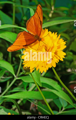 Julia Heliconian Schmetterling, (Dryas Iulia), Stockfoto