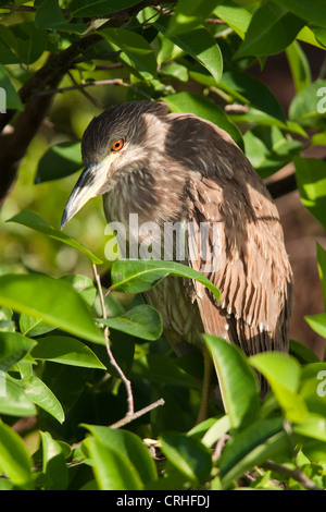 Juvenile Black-gekrönter Nachtreiher - grüne Cay Feuchtgebiete - Delray Beach, Florida USA Stockfoto