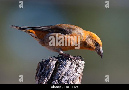 Rot Fichtenkreuzschnabel (Loxia Curvirostra) männlich thront auf einem Baumstumpf am Cabin Lake, Oregon, USA im Juni Stockfoto