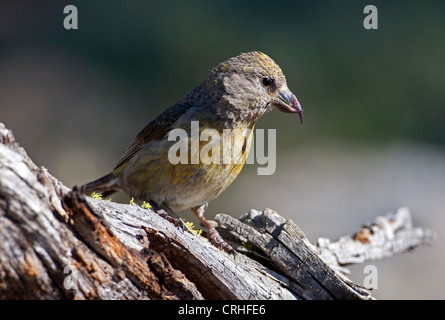 Rot Fichtenkreuzschnabel (Loxia Curvirostra) weiblich thront auf einem Baumstumpf am Cabin Lake, Oregon, USA im Juni Stockfoto