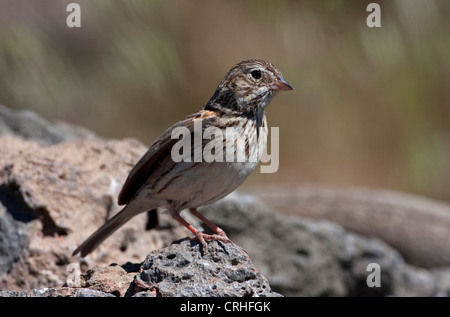 Vesper Spatz (Pooecetes Gramineus) thront auf einem Felsen am Cabin Lake, Oregon, USA im Juni Stockfoto