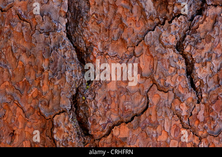 Nahaufnahme der Zucker-Kiefer (Pinus Lambertiana) Baumrinde Mariposa Grove, Wawona, Yosemite-Nationalpark, Kalifornien, USA im Juni Stockfoto