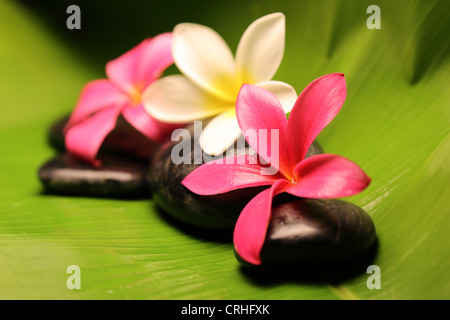 Drei tropische Plumeria Blumen auf schwarzen Steinen sitzen in einem großen grünen Blatt. Stockfoto