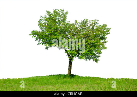 Einsamer Baum auf der Wiese gegen den blauen Himmel Stockfoto