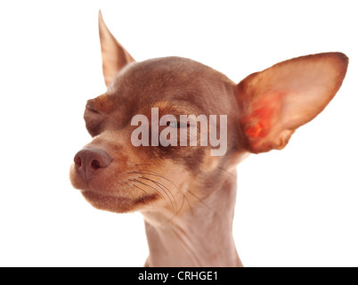 Die Italienisches Windspiel ist eine kleine Hunderasse, im Studio auf einem weißen Hintergrund Stockfoto
