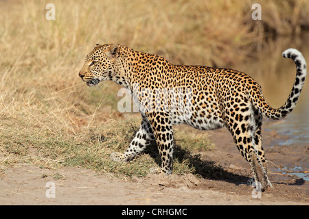 Männliche Leoparden (Panthera Pardus) Wandern, Sabie Sand Naturschutzgebiet, Südafrika Stockfoto