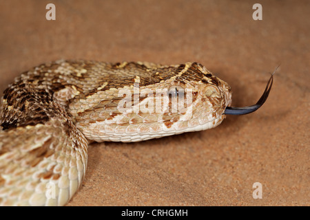 Nahaufnahme einer Blätterteig Addierer (Bitis Arietans) Schlange mit Zunge streichen Stockfoto