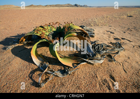 Alten Welwitschia Pflanze (Welwitcshia Mirabilis), Namib-Naukluft-Nationalpark, Namibia, Südliches Afrika Stockfoto