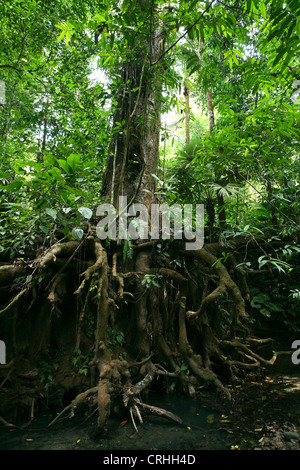 Freiliegende Baumwurzeln im Regenwald. Corcovado Nationalpark, Osa Halbinsel, Costa Rica. März 2012. Stockfoto