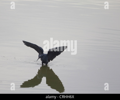 Schwarzer Reiher (Egretta Ardesiaca), Lac Anosy, Antananarivo, Madagaskar Stockfoto