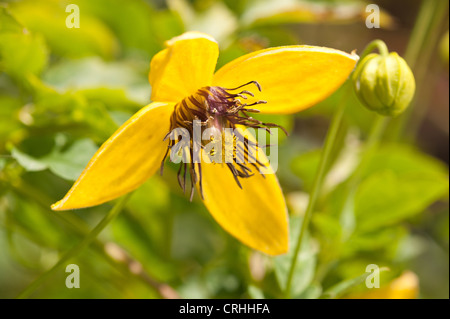 Attraktive Clematis Kletterer leuchtendes goldgelb mit langen Staubbeuteln Staubfäden und Blütenblätter gegen Laub Stockfoto