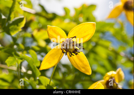 Attraktive Clematis Kletterer leuchtendes goldgelb mit langen Staubbeuteln Staubfäden und Blütenblätter gegen Laub Stockfoto