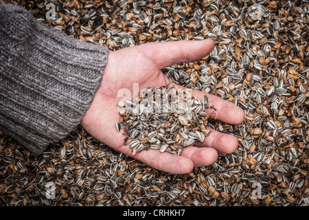 Hand halten Palmful Samen Stockfoto