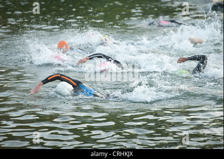 Freiwasser schwimmen, männliche und weibliche Konkurrenz zu Beginn einen Triathlon in Süßwasser tragen Wetsuits Crawl sprinten Stockfoto