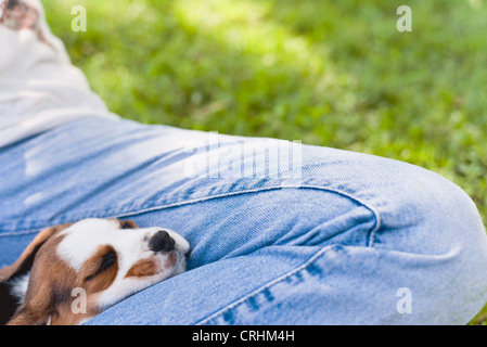 Beagle Welpen Nickerchen auf des Mannes Schoß Stockfoto