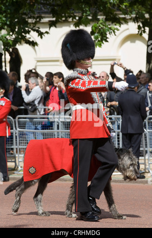 Conmael der Irish Wolfhound-Maskottchen der Irish Guards mit seinem Führer über die Mall Trooping die Farbe 2012 marschieren. Stockfoto