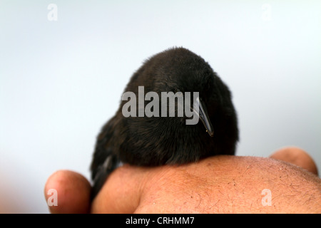 Die seltenen unzugänglichen Insel flugunfähigen Schiene, Insel, Südatlantik. Kleinste flugunfähige Vogel der Welt. Stockfoto