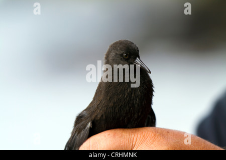 Die seltenen unzugänglichen Insel flugunfähigen Schiene, Insel, Südatlantik. Kleinste flugunfähige Vogel der Welt. Stockfoto