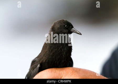 Die seltenen unzugänglichen Insel flugunfähigen Schiene, Insel, Südatlantik. Kleinste flugunfähige Vogel der Welt. Stockfoto