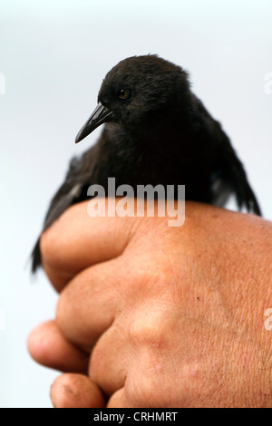 Die seltenen unzugänglichen Insel flugunfähigen Schiene, Insel, Südatlantik. Kleinste flugunfähige Vogel der Welt. Stockfoto