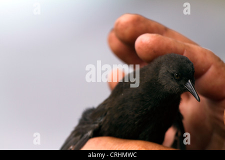 Die seltenen unzugänglichen Insel flugunfähigen Schiene, Insel, Südatlantik. Kleinste flugunfähige Vogel der Welt. Stockfoto