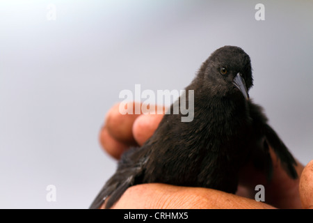 Die seltenen unzugänglichen Insel flugunfähigen Schiene, Insel, Südatlantik. Kleinste flugunfähige Vogel der Welt. Stockfoto