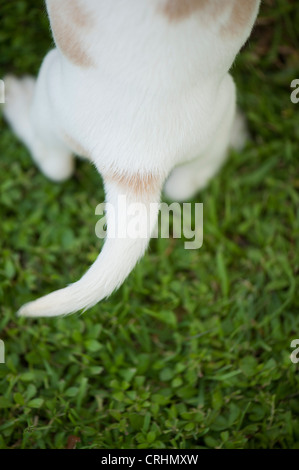 Heck des Beagle Welpen, Draufsicht Stockfoto