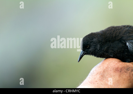 Die seltenen unzugänglichen Insel flugunfähigen Schiene, Insel, Südatlantik. Kleinste flugunfähige Vogel der Welt. Stockfoto