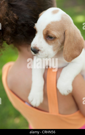 Mädchen tragen Beagle Welpen auf Schulter Stockfoto